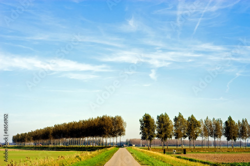 landscape with poplars photo