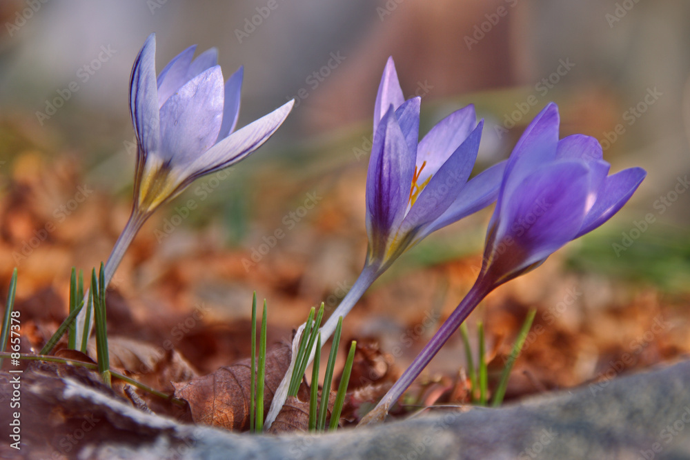 Crocus Crocus