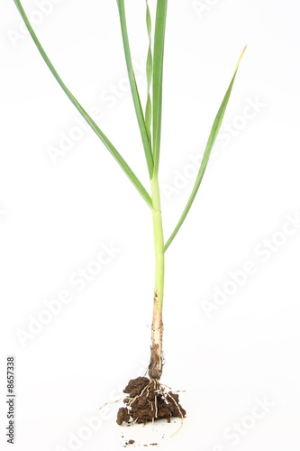 Fototapeta Naklejka Na Ścianę i Meble -  Fresh garlic with root and soil