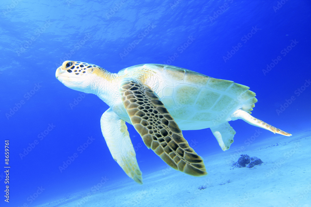 Naklejka premium Green Turtle Chelonia mydas