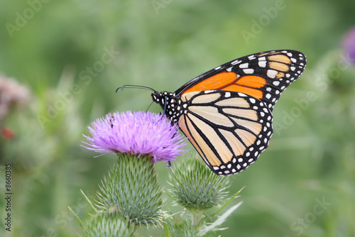 Monarch Butterfly (danaus plexippus) © Steve Byland