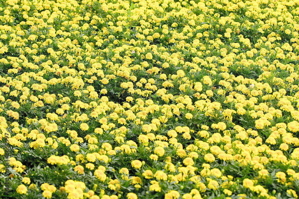 Obraz premium Flowers