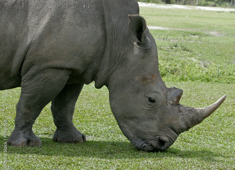 Obraz premium RHINO EATING GRASS