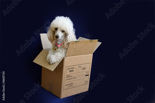 cane in scatola photo