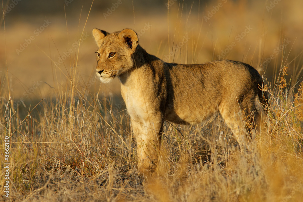 Lion cub, Kalahari desert, South Africa Lion cub, Kalahari desert, South Africa