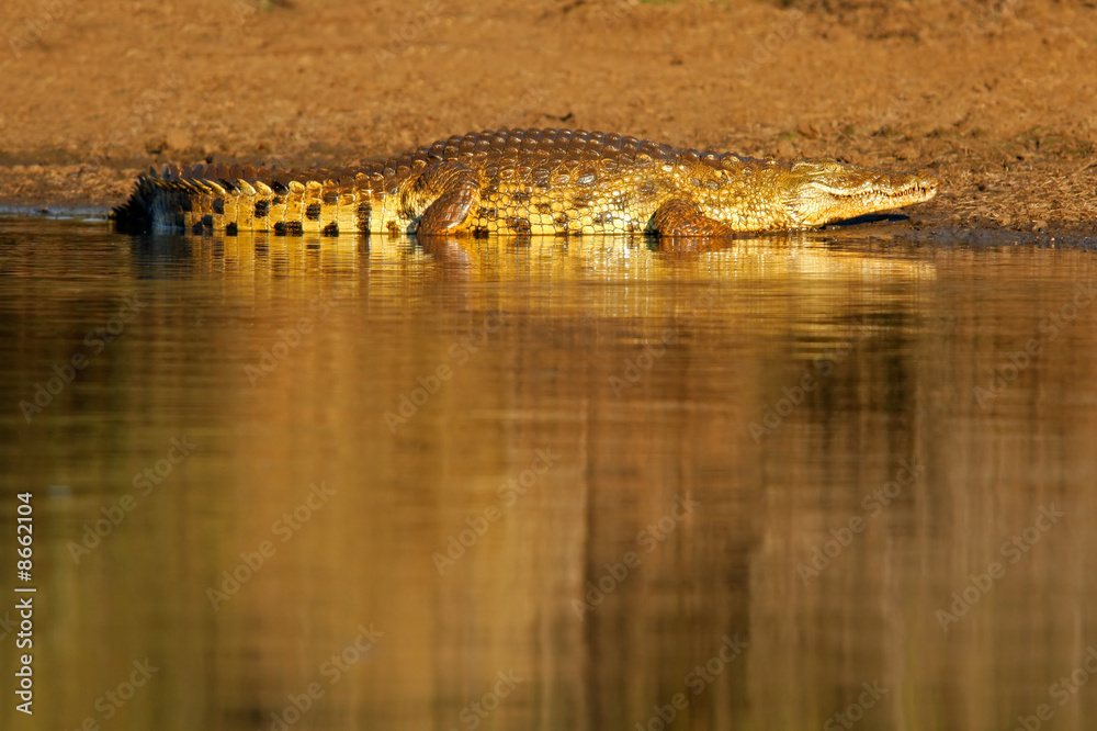 Obraz premium Nile crocodile, Kruger National Park, South Africa