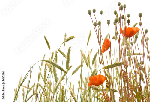 Meadow