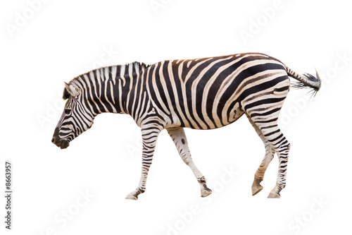 Fototapeta Naklejka Na Ścianę i Meble -  Zebra