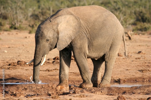 African Elephant Blowing Bubbles