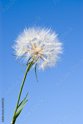 dandelion against blue sky