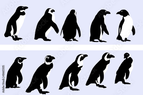 penguin motif , vector collection for designers