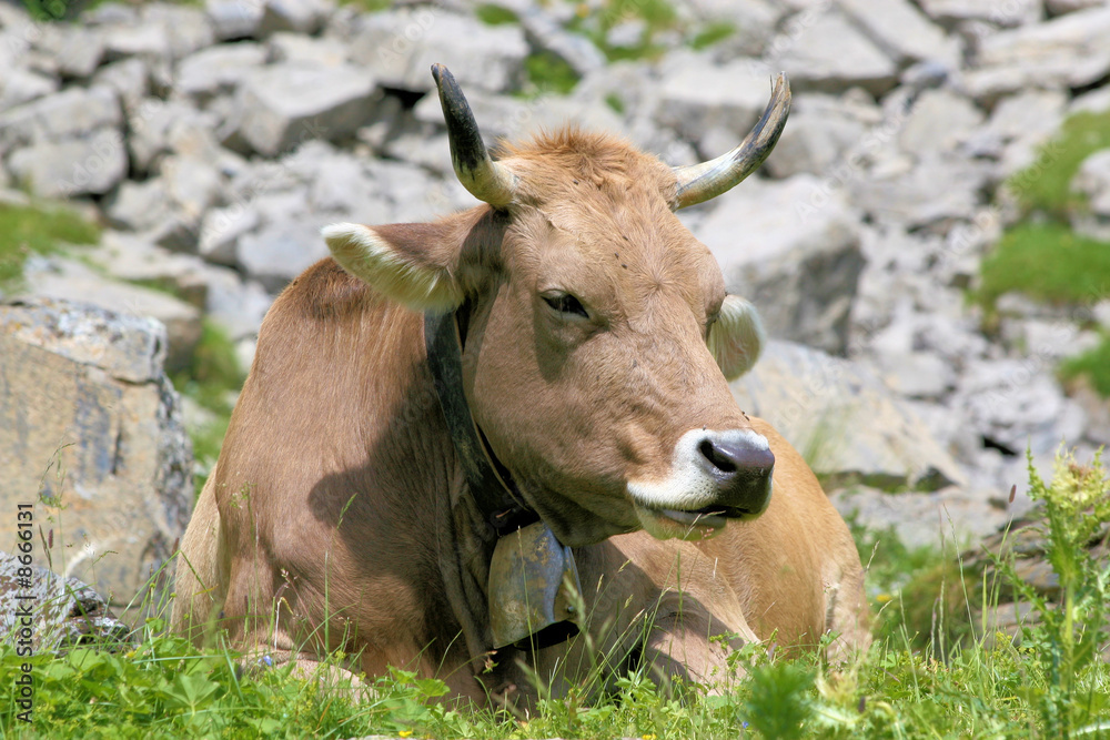 Vache des alpes suisses