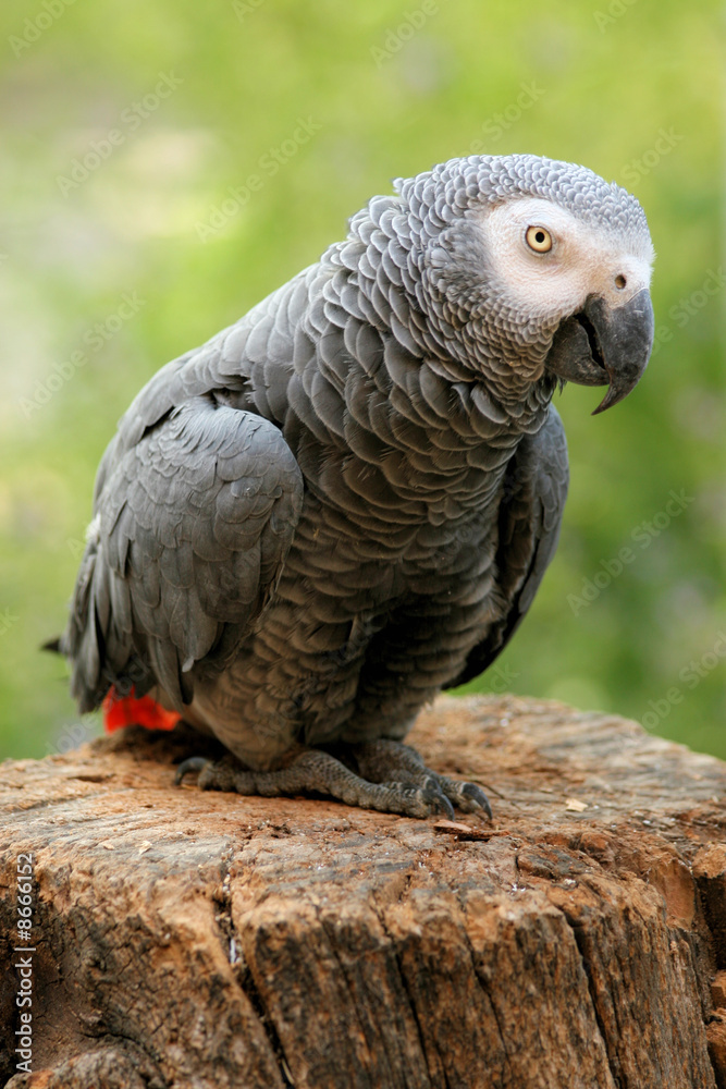 Fototapeta premium Perroquet gris du gabon
