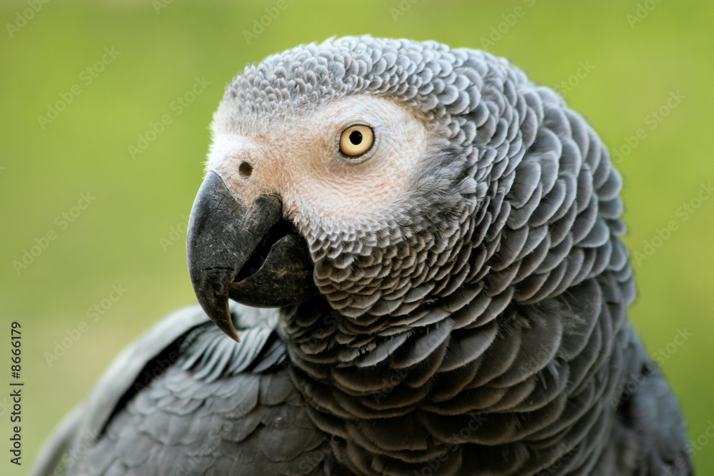 Perroquet gris du Gabon