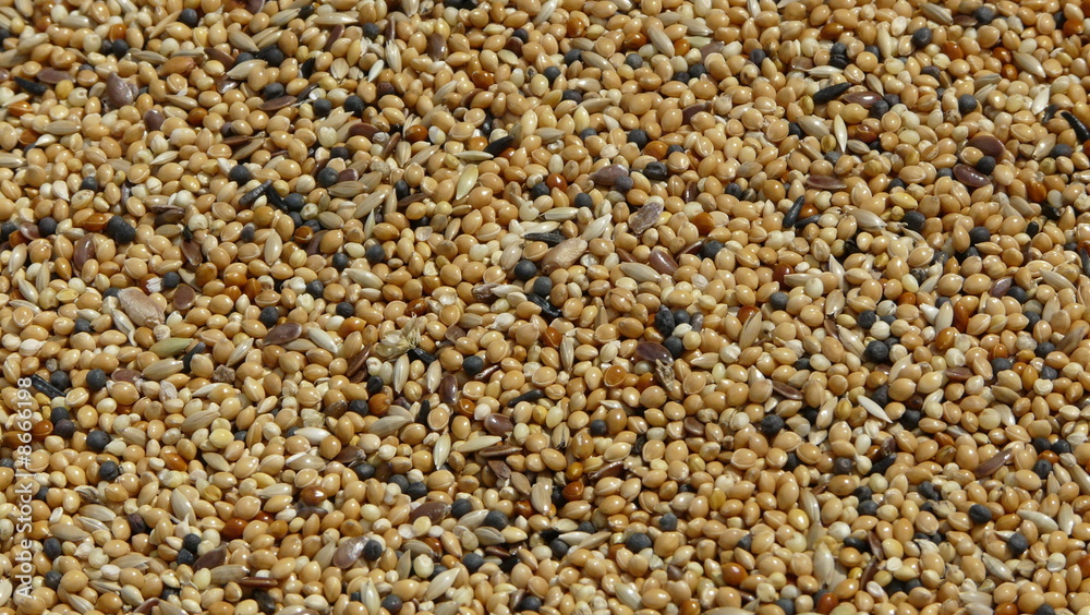 Bird seed background Bird seed background