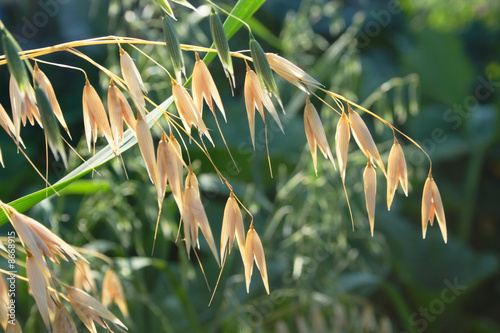oats spikes
