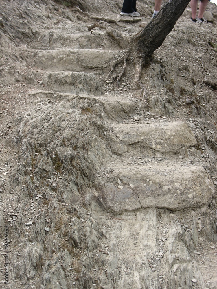 Naklejka premium Path in the bush