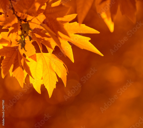 autumn leaves, very shallow focus #8671161