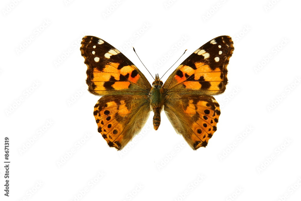 butterfly butterfly