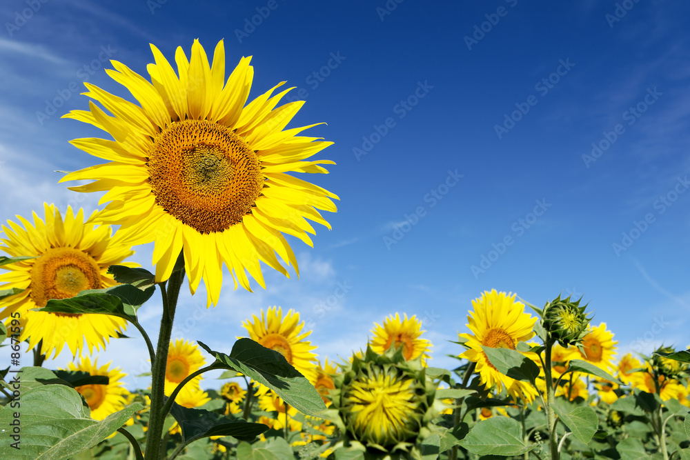 Tournesols et ciel bleu Tournesols et ciel bleu