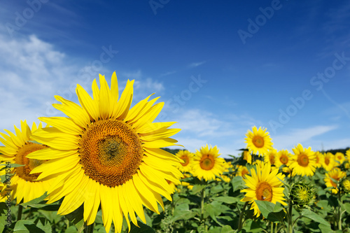 Tournesols