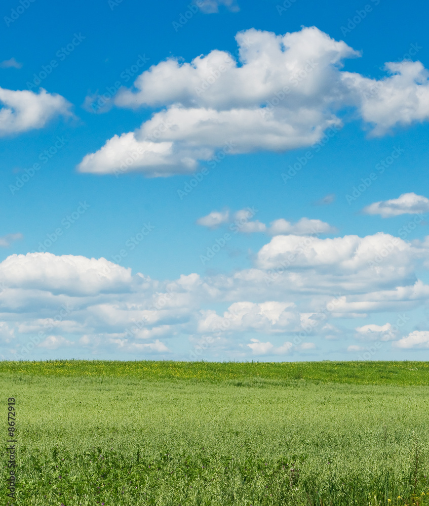 green field with blooming flowers and blue sky green field with blooming flowers and blue sky