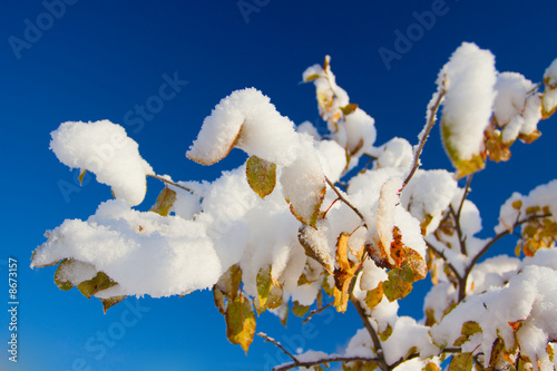 Snow on leaves