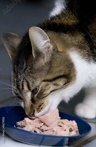 Feed the cat