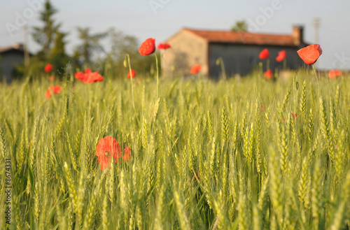 Rural morning  Corn field and poppies