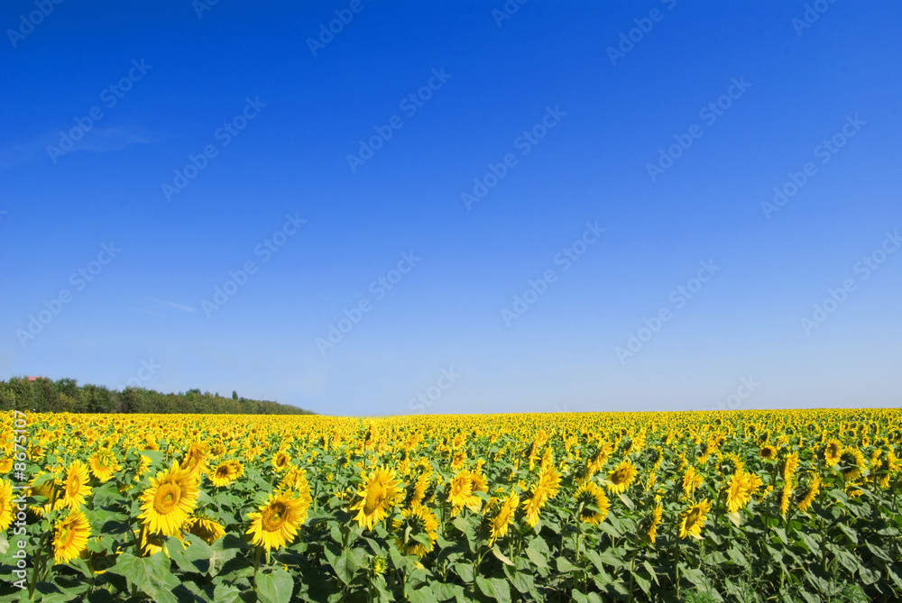 slender rows of sunflowers