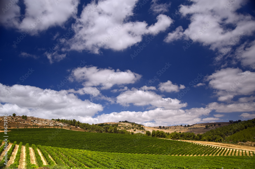 vineyards in the Galilee