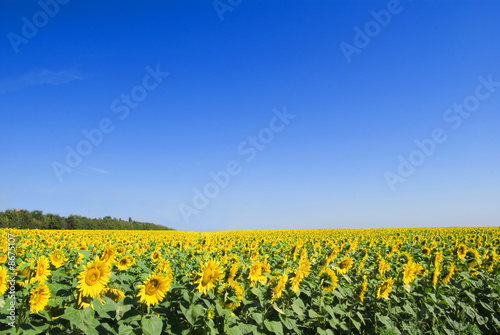 slender rows of sunflowers