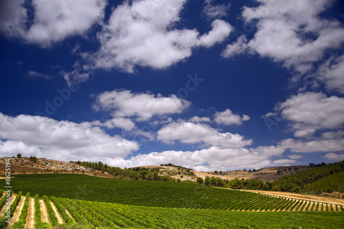 Fototapeta Naklejka Na Ścianę i Meble -  vineyards in the Galilee