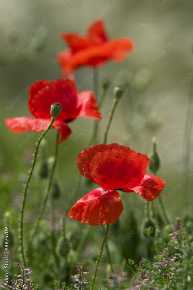 Naklejka premium Red poppies in the field