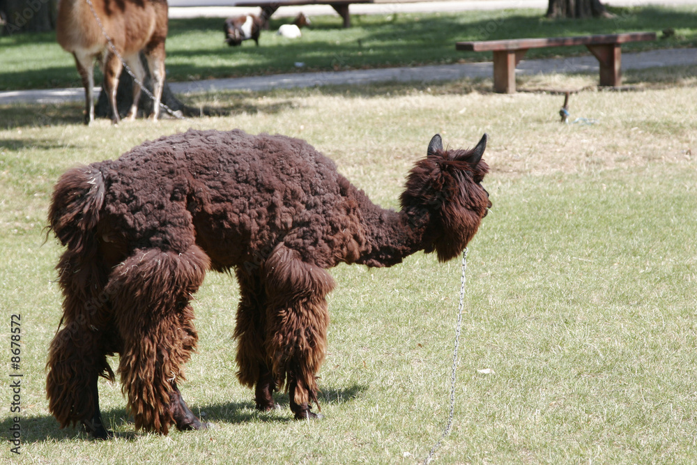 Fototapeta premium portrait of lama