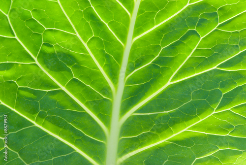 a macro of a leaf
