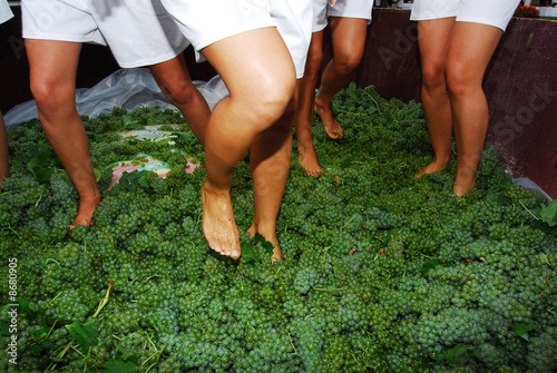 Vendemmia dell ultimo Tocai - Friuli