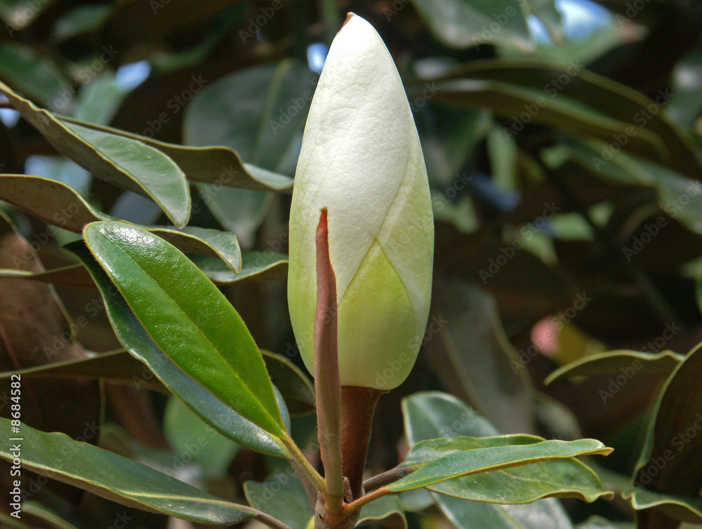 Fototapeta premium bouton floral de magnolia grandiflora