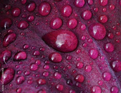 Closeup of waterdrops on iris petal #8685958