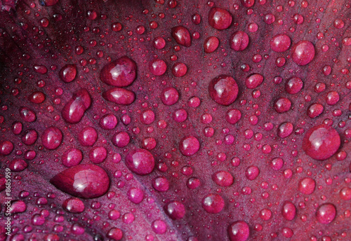 Waterdrops on iris petal
