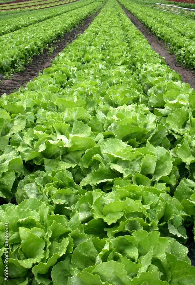lettuce, field, vegetable, agriculture