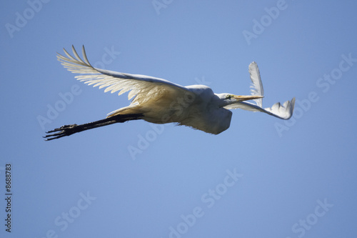 Links abbiegen - Silberreiher im Flug