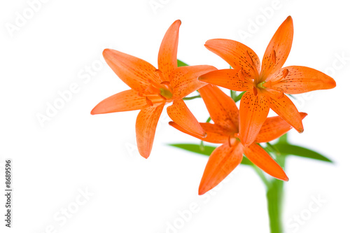 three orange lily flowers