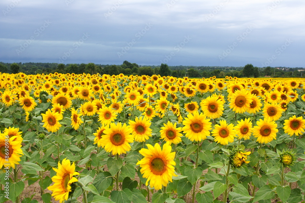 Tournesols Tournesols