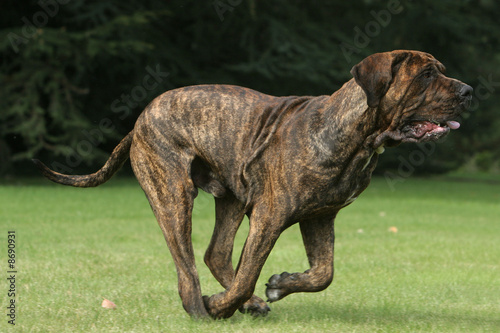 fila brasileiro