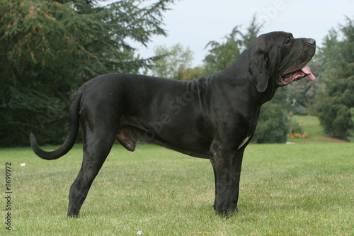 fila brasileiro photo