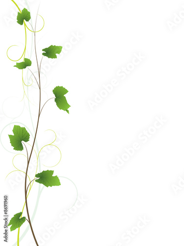 Elegant vine background