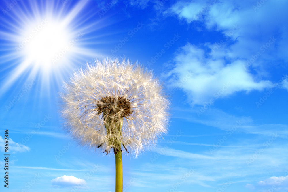 Pusteblume 2 Pusteblume 2