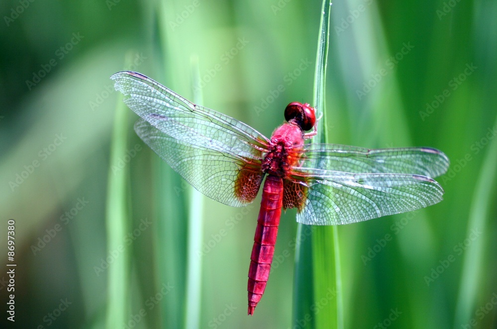 Rote Libelle Rote Libelle