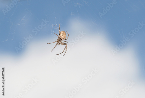 spider-arachnophobia-background-0232